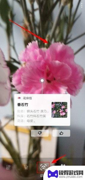 华为手机辨认植物 华为手机植物识别技巧