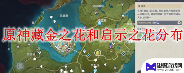 原神金花 原神藏金之花和启示之花用途