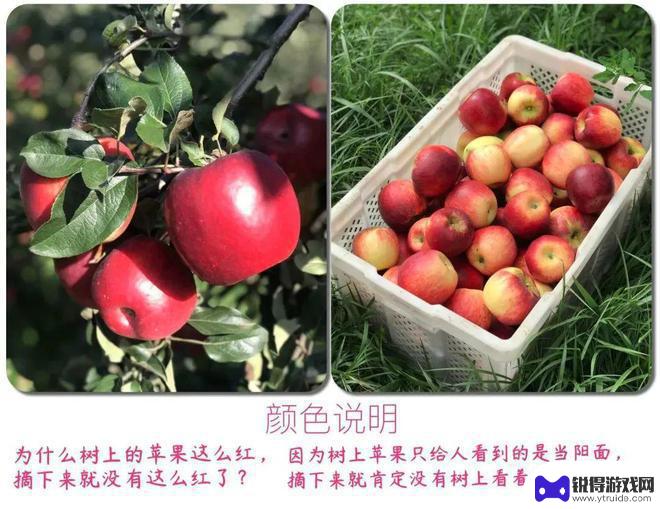 如何用手机偷水果吃苹果 炎夏里如何吃最佳旅伴