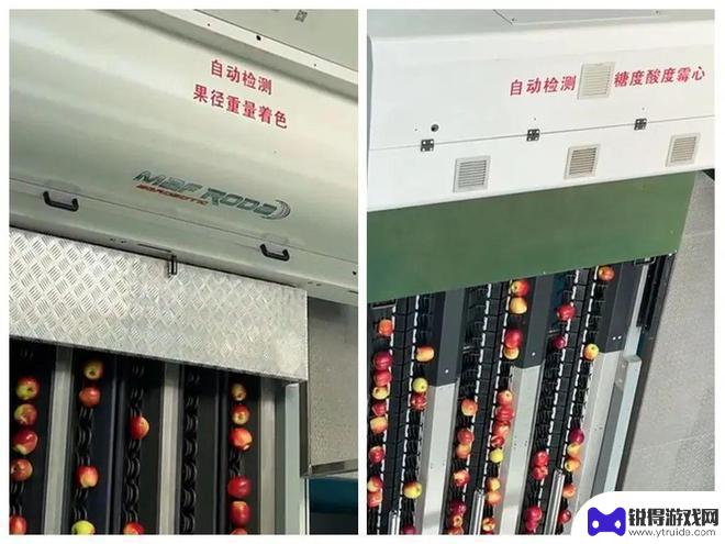 如何用手机偷水果吃苹果 炎夏里如何吃最佳旅伴