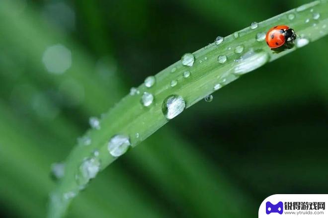 谷雨手机文案怎么写 期待雨你的美好